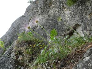 Pulsatilla subslavica