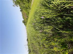 pohľad do porastu, v popredí Orchis militaris