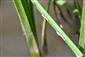 Exúvie Coenagrion ornatum na Trebušovském potoku (TML_CoenOrna_006)
