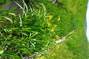 Makrovegetácia v hornej časti TML Chrastnice, exúvie boli prevážne na Butomus umbellatus, Sparganium erectum agg., vzácne na Berula erecta a Phragmites australis.