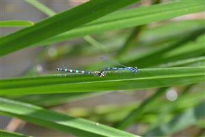 Tandem Coenagrion ornatum na lokalite Chrastnice. 