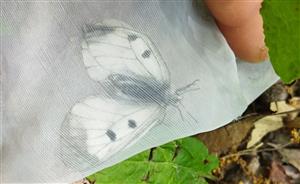Foto cieľového druhu.