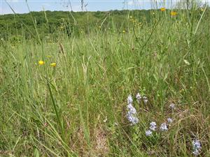 Veronica prostrata v poraste