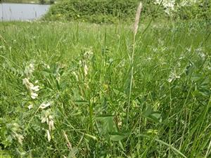 Vicia pannonica v poraste