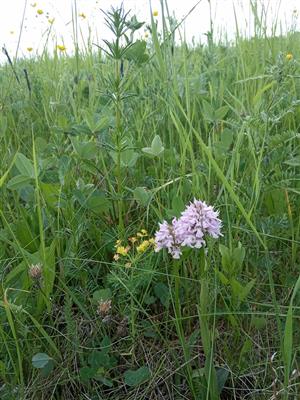 Orchis tridentata v poraste