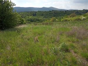 Časť plochy TML predstavuje ruderalizovaný porast na opustenej ornej pôde