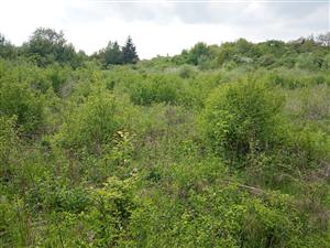 Sukcesne pokročilý porast krovín