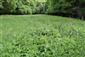 Chrapkovo - lúka, detail ruderálneho porastu
