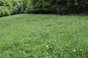 Chrapkovo - lúka - pohľad do cípu medzi pásom krovín, ruderálna vegetácia