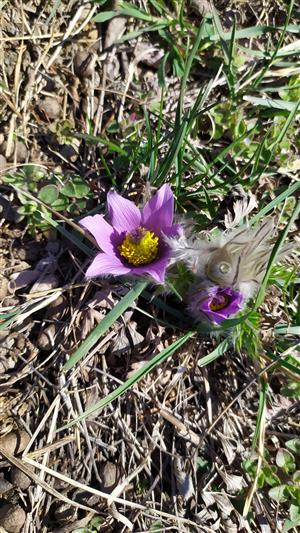 trs Pulsatilla grandis