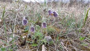 exempláre Pulsatilly pratensis subsp. hungarica