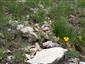 Detail porastu s Carex humilis, Hippocrepis comosa, Thymus praecox