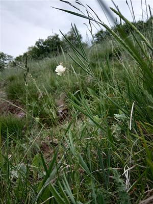 Lathyrus lacteus v poraste