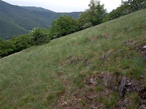 Celkový pohľad. V poraste dominuje Carex humilis a Stipa joannis.