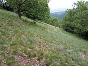 Celkový pohľad. V poraste dominuje Carex humilis a Stipa joannis.