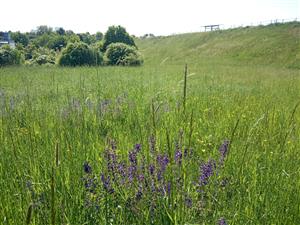 Suchšie stanovište indikuje Salvia pratensis.