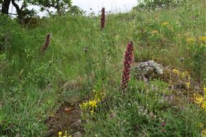 Echium russicum v poraste