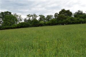 pohľad na pás krovín