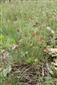 Trifolium striatum v poraste Festuca pseudodalmatica.