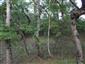 Panónske topoľové lesy s borievkou (10.9.2013)