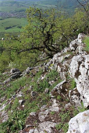 Záber na monitorovaný biotop. 