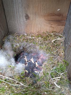 Parus major hniezdo s mláďatami 