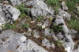 Záber na monitorovaný biotop.