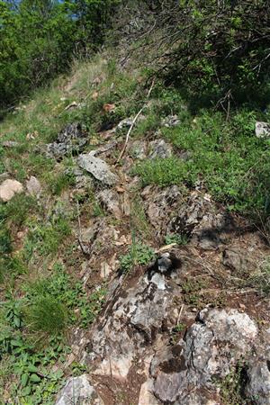 Záber na monitorovaný biotop.