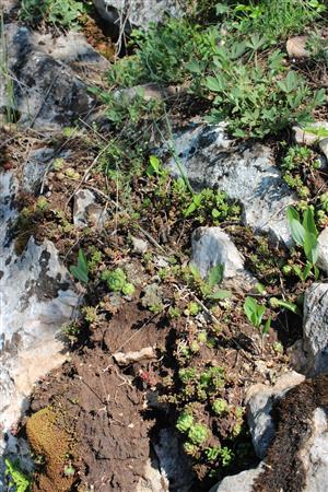 Záber na monitorovaný biotop.