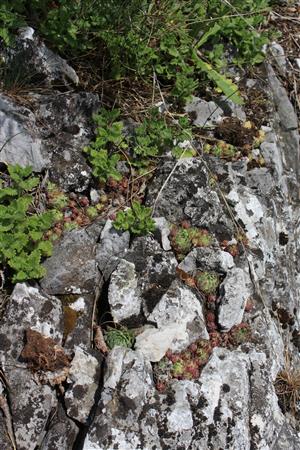 Záber na monitorovaný biotop.