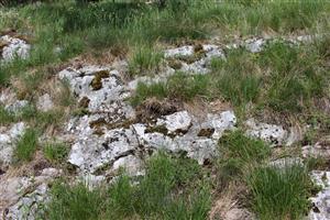 Záber na monitorovaný biotop