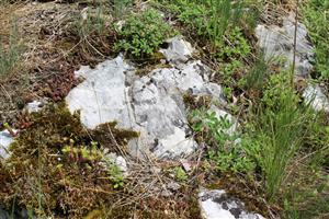 Záber na monitorovaný biotop.