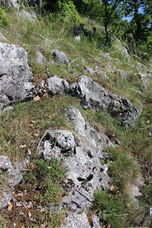 Záber na monitorovaný biotop.