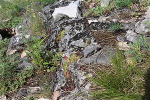 Záber na monitorovaný biotop. 