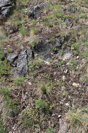 Záber na monitorovaný biotop. 