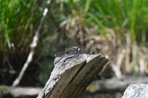 samec L. pectoralis