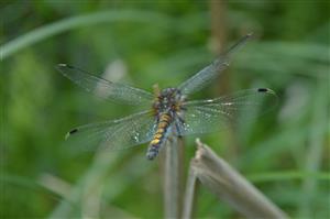 samica L. pectoralis