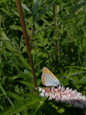 Lycaena dispar