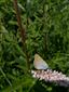 Lycaena dispar