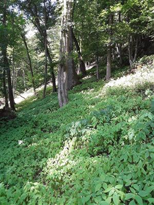 Impatiens parviflora