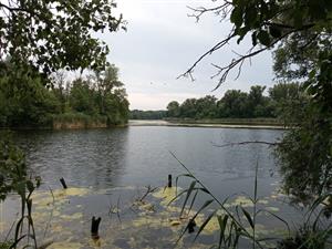 Pohľad na časť severnej časti TML Číčovské mŕtve rameno, biotop Hyla arborea. Foto: J.Lengyel, 16.6.2022.