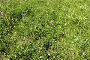 detail zachovanej vegetácie s bohatou populáciou Dactylorhiza incarnata