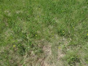 Interiér porastu s dominanciou Festuca valesiaca na TML_6510_109