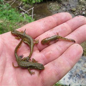 Triturus montanus - samec samica a subadult
