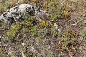 Biotop Pi5 s výskytom indikačného druhu Sedum sexangulare na najjužnejšom polygóne TML