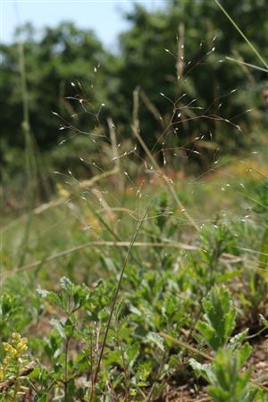 Aira elegantissima v poraste Tr5