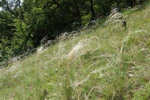 Porast Stipa joannis v biotope Tr5