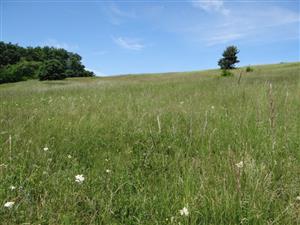 Pohľad na TML_6510_078 z juhovýchodného okraja lokality