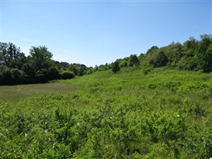 plošne zarastená SZ časť TML - takmer súvislý zárast krovín, prevažne trnky