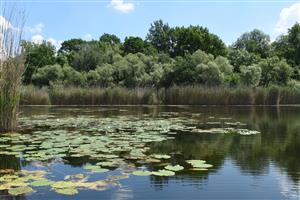 Makrofytná vegetácia na TML